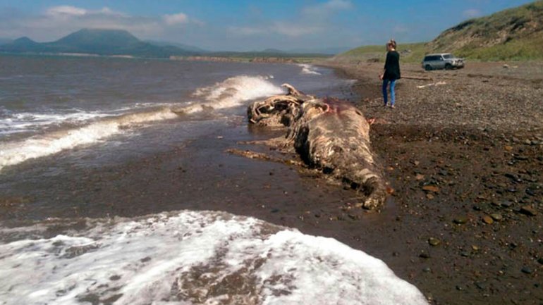 Extraña criatura marina desconcierta a los científicos (Fotos)