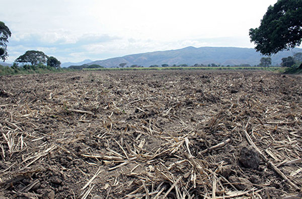 Producción de caña de azúcar cayó en 75%