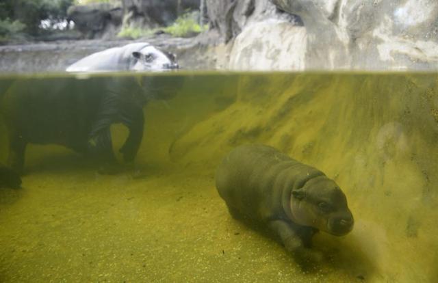 El hipopotamo pigmeo Petre y su cría Obi celebran su cumpleaños 31 hoy, martes 8 de agosto de 2015, en el Zoológico de Melbourne (Australia). EFE/TRACEY NEARMY