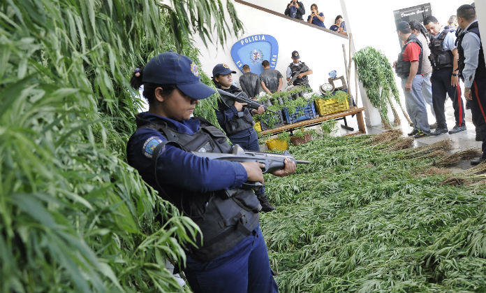 En Lara descubren cultivo de marihuana camuflado entre matas de café