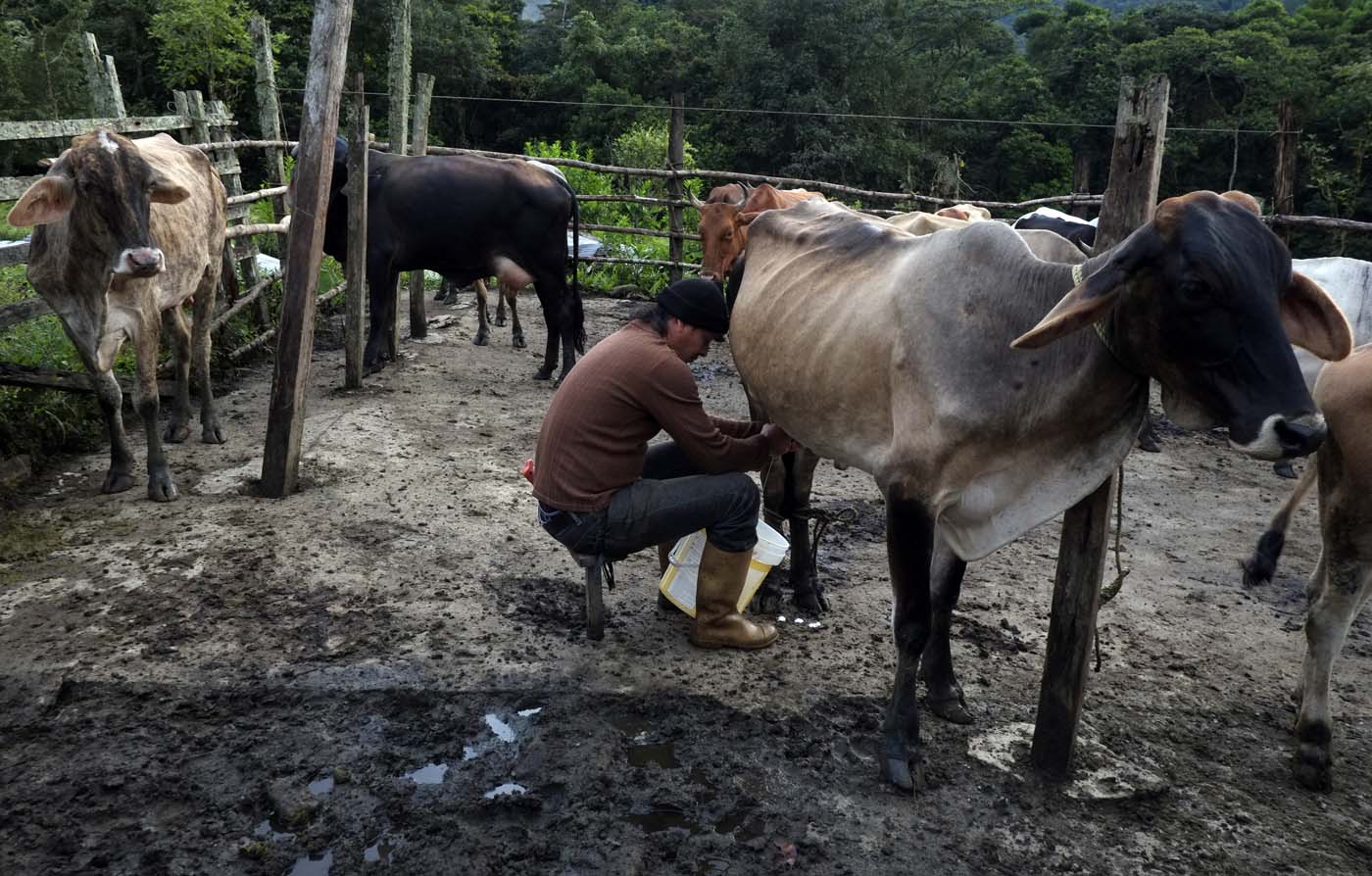 Afectada producción de leche por cierre de la frontera