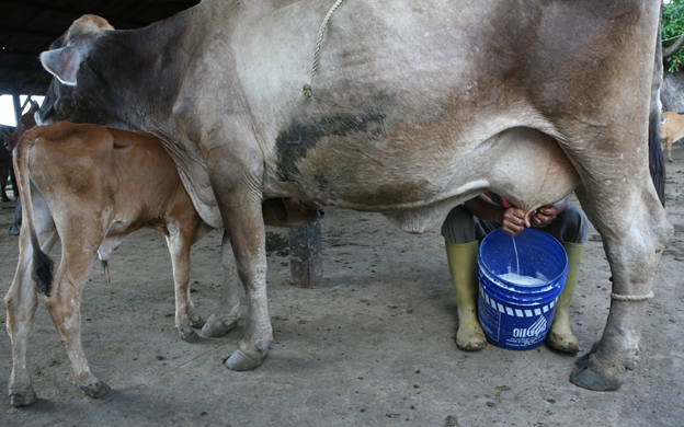 Obrero murió aplastado por una vaca en Guárico mientras le extraía una cría