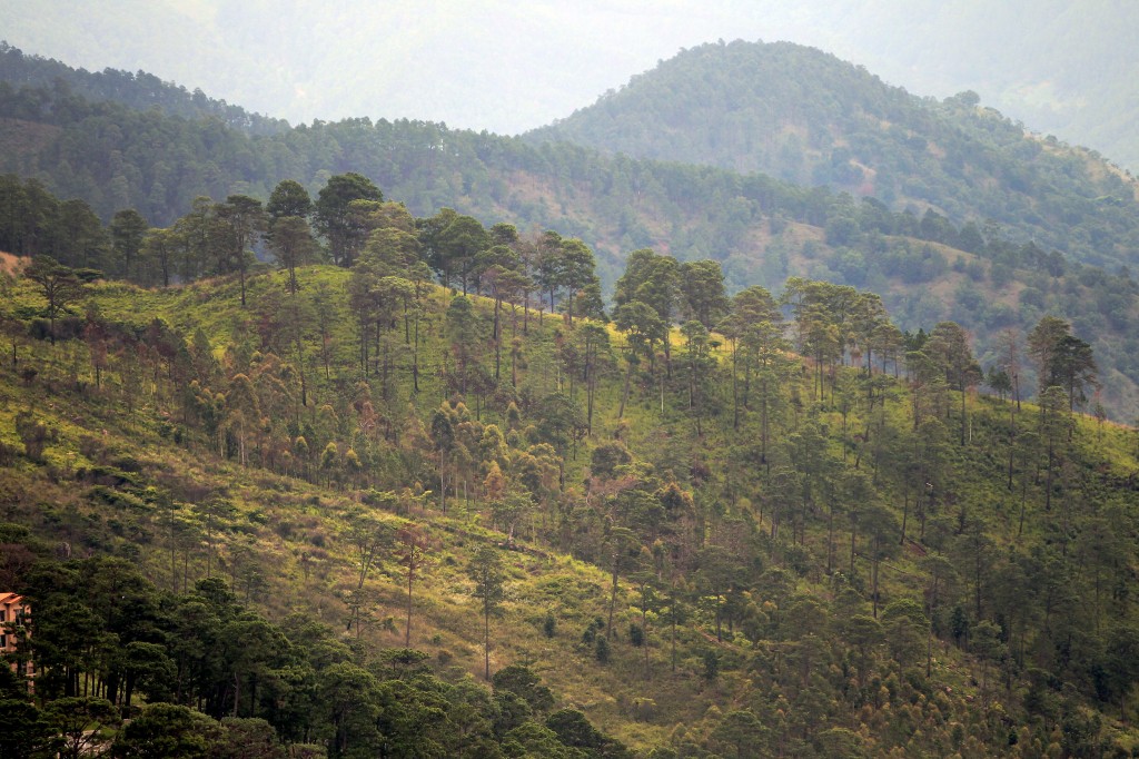 En 25 años, el mundo perdió una superficie de bosques del tamaño de Sudáfrica