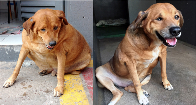 perro antes y despues