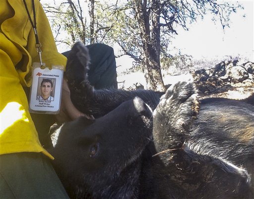 Dueño y perra se reencuentran tras incendios de California