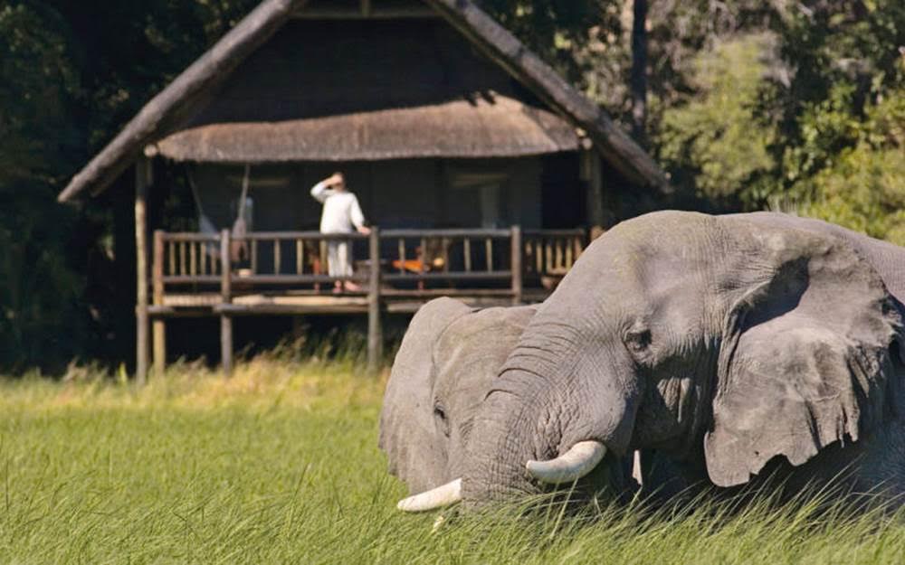 ¿Te anotas en un Safari en Bostwana?