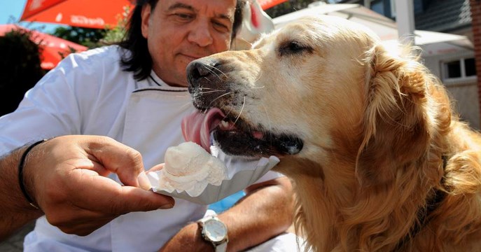 Conoce a “Zack”, el perro que compra sus propios helados (Video)