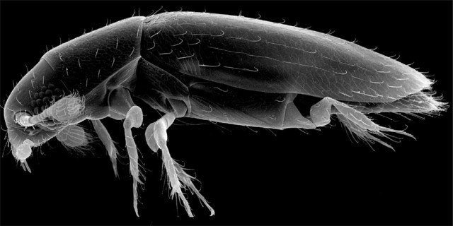 Descubren el insecto más pequeño del mundo