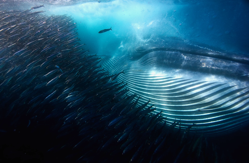 No te pierdas las mejores fotografías de naturaleza de 2015