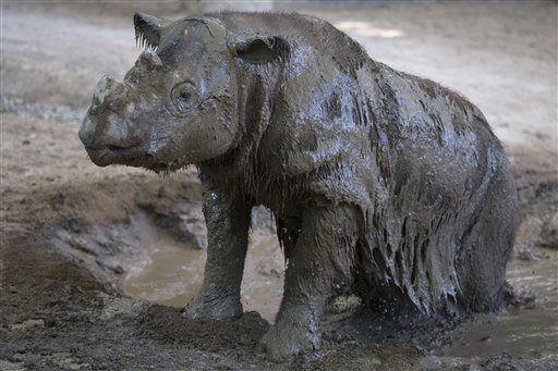 ARCHIVO - En esta foto de archivo del 3 de septiembre de 2015, Harapan, un rinoceronte de Sumatra, se revuelca en el lodo en su hábitat de la fauna en el Zoológico de Cincinnati y los Jardines Botánicos, en Cincinnati. La cuenta regresiva para quien quiera ver al último rinoceronte de Sumatra en Estados Unidos ha comenzado y el 29 de octubre será la última visita abierta al público, antes de que Harapan sea enviado al sureste asiático. (Foto AP/John Minchillo, Archivo)