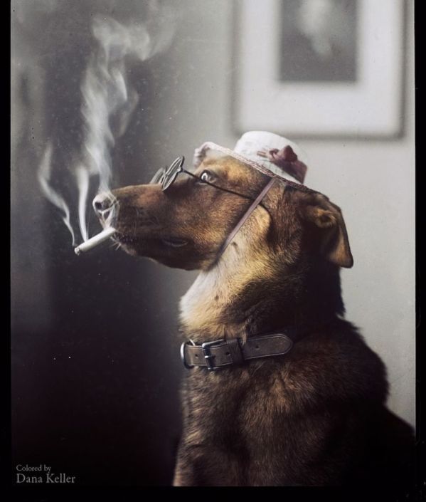 Foto: Alex, el perro policía alemán, 1923  / gizmodo.com