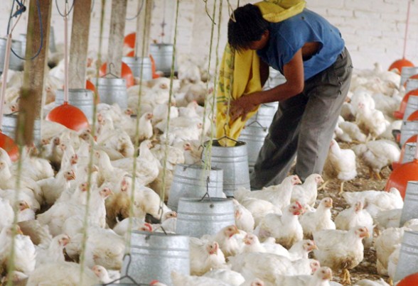 Publican lista de precios regulados de alimentos para animales