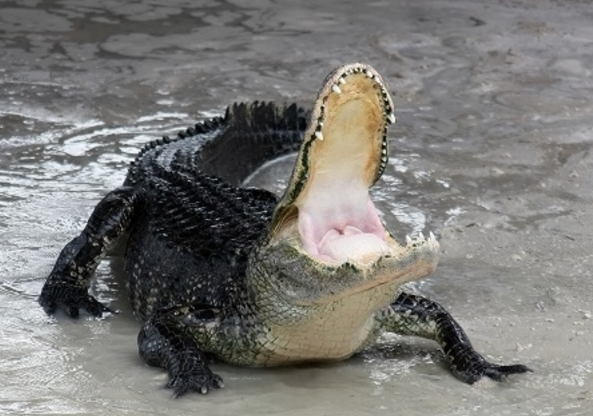 ¿Por qué aumentan los ataques de caimanes en Florida?