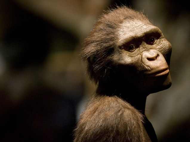 HOUSTON  - AUGUST 28:  A sculptor's rendering of the hominid Australopithecus afarensis is displayed as part of an exhibition that includes the 3.2 million year old fossilized remains of "Lucy", the most complete example of the species, at the Houston Museum of Natural Science, August 28, 2007 in Houston, Texas. The exhibition is the first for the fossil outside of Ethiopia and has generated criticism among the museum community and others that believe the fossil is too fragile to be moved from it's home country. (Photo by Dave Einsel/Getty Images)