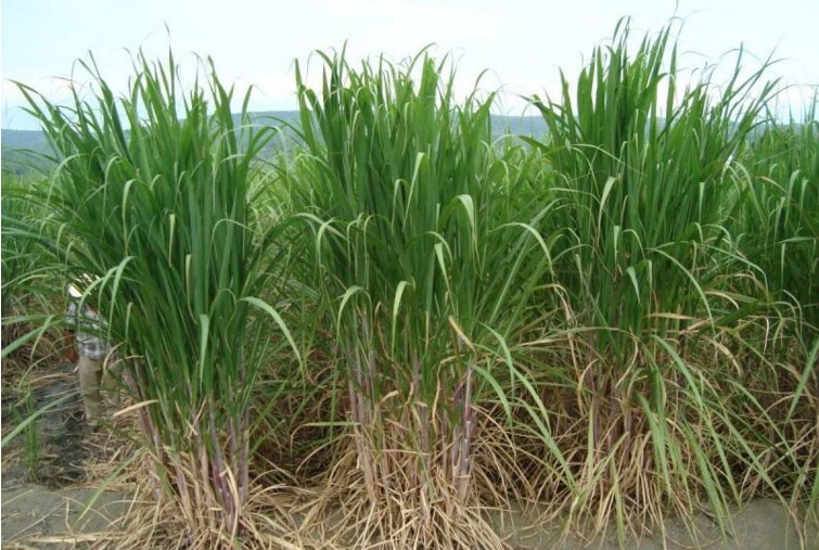 Cañicultores están inconformes con el pago incompleto de subsidios