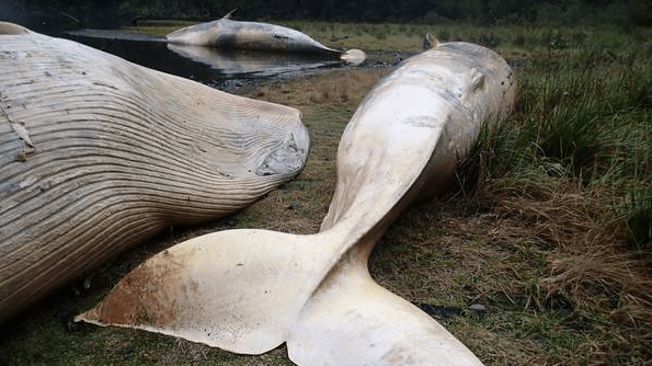 Foto: Las ballenas Sei varadas en Caleta Buena en la region de Aysen el sur de Chile / clarin.com