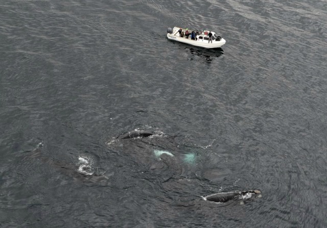 ballenas en argentina