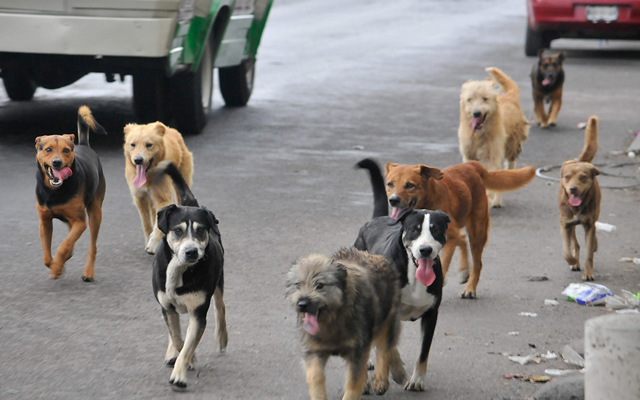 Niño de dos años muere por ataque de perros en Perú