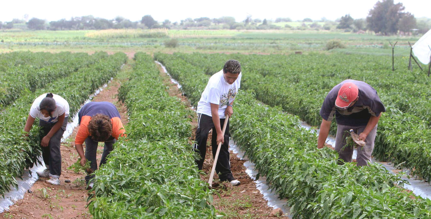 Sector agroproductivo no está en capacidad de revertir la escasez en 2016