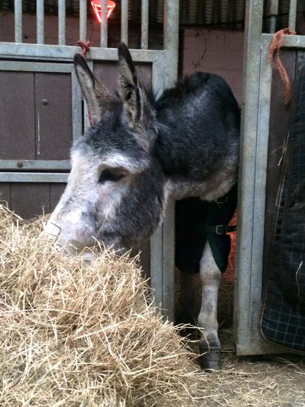 Burro irresponsable y con el agua hasta cuello agradeció su rescate con una sonrisa