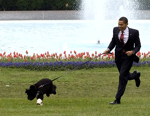 perro-obama2