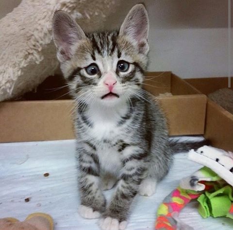 ¡Aww! Conoce a Bum, el gato triste que enamora a Internet (FOTOS)