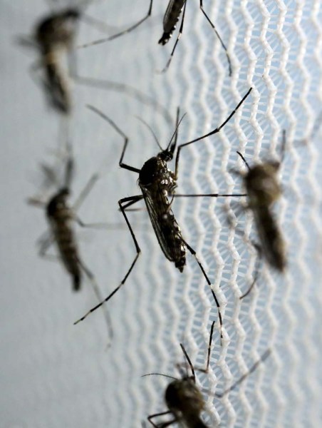 Aedes aegypti mosquitoes are seen inside Oxitec laboratory in Campinas, Brazil, February 2, 2016. REUTERS/Paulo Whitaker