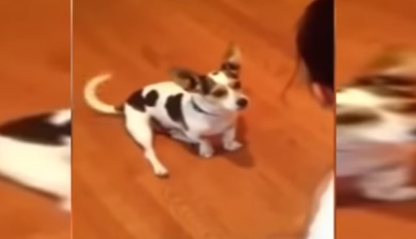 ¡Imperdible! Perrito además de ladrar también maúlla como un gato (VIDEO)