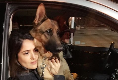 Asesinan de un tiro al perro de Salma Hayek