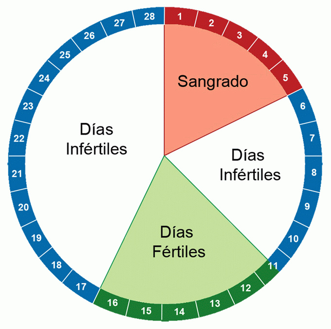 ¿Quieres saber cuáles son tus días fértiles para quedar embarazada? ¡Es muy sencillo!