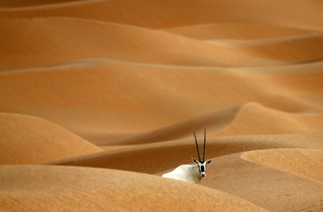 Un Oryx árabe se ve en el Santuario del Oryx árabe en Umm Al-Zamool, unos 290 kilómetros al sur de Abu Dabi, cerca de la frontera con Omán y Arabia Saudita, el 1 de marzo de 2016. El santuario que se reserva para muchos animales diferentes tramos a través de una área de 8.900 kilómetros cuadrados estimado y en la actualidad alberga casi 155 Oryx árabe, que se reintroduce en el su hábitat natural en los EAU en un plan de conservación de cinco años lanzado a finales de la regla de EAU jeque Zayed bin Sultan al Nahyan, después de los temores de su extinción. KARIM SAHIB / AFP