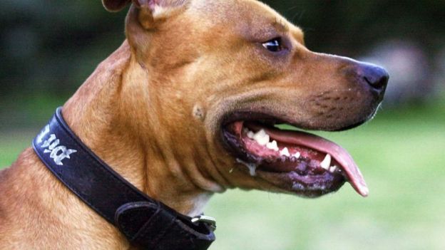 ¡La heroína! Una pitbull salva a un cachorro amordazado y abandonado en una bolsa de basura