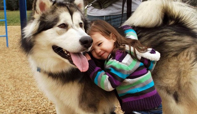 ¡Lo dice la ciencia! Los perros sí entienden lo que dices