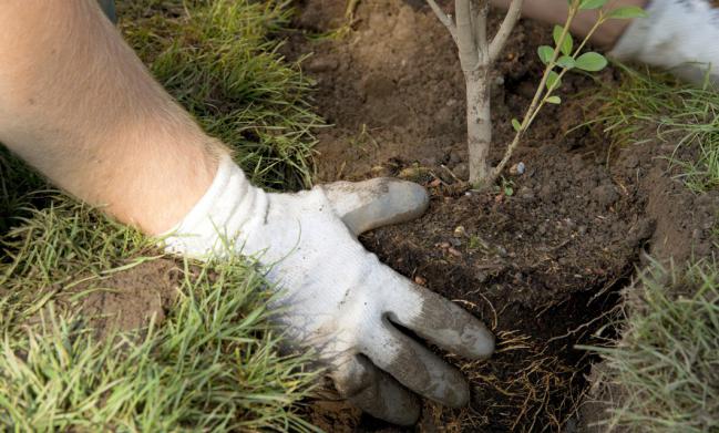 Deberá plantar 1.500 árboles en Yaracuy tras destruir tres hectáreas de vegetación