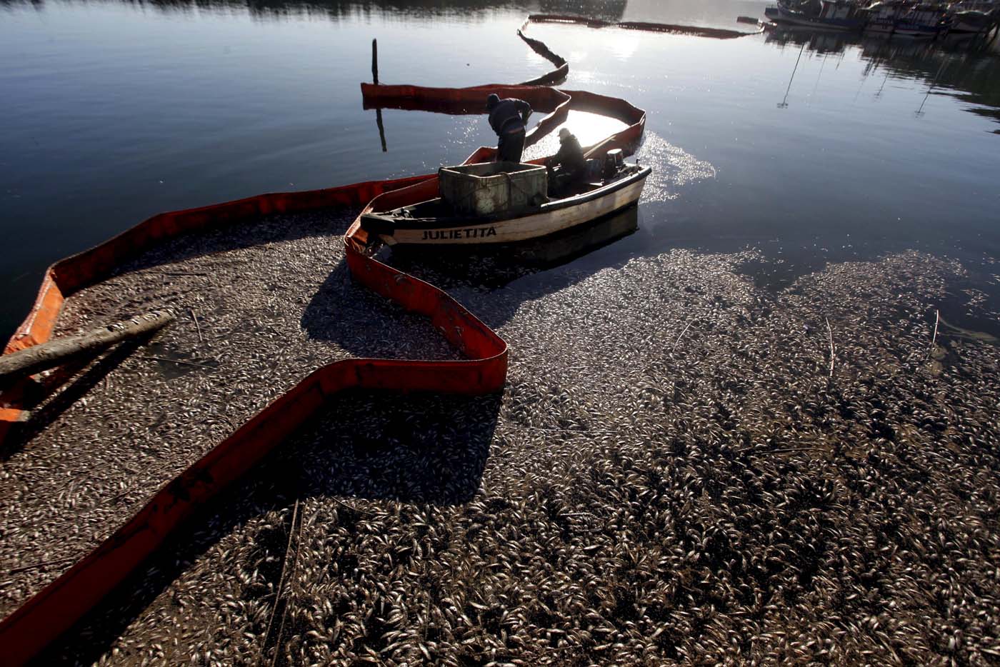 Retiran 1.500 toneladas de sardinas muertas en el sur de Chile (fotos)