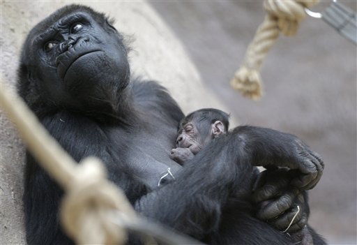 Una gorila da a luz inesperadamente en zoológico de Praga