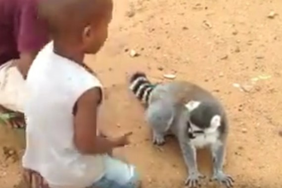 lemur