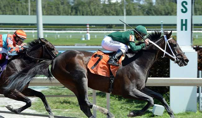 Majesto, caballo venezolano de Alejandro Ceballos podría ganar el Kentucky Derby