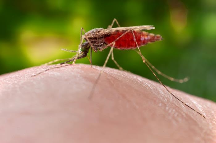 malaria