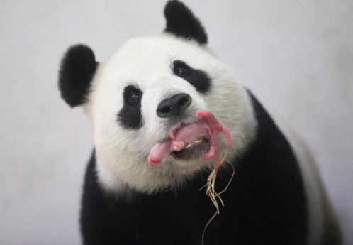 Osa panda da a luz en Bélgica (fotos)