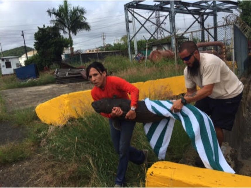 Rescatan a cría de manatí desnutrida y deshidratada en muelle de San Juan