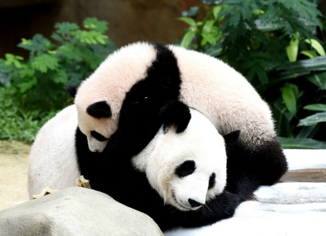 Siete meses de edad gigante hembra cachorro de la panda Nuan Nuan juega con su madre Liang Liang en el interior del recinto de panda en el Zoológico Nacional en Kuala Lumpur el 7 de abril de 2016. zoológico de Malasia nombrado el nuevo cachorro, Nuan Nuan nacido de padres Liang Liang y Xing Xing en préstamo de china el año pasado. MANAN VATSYAYANA / AFP