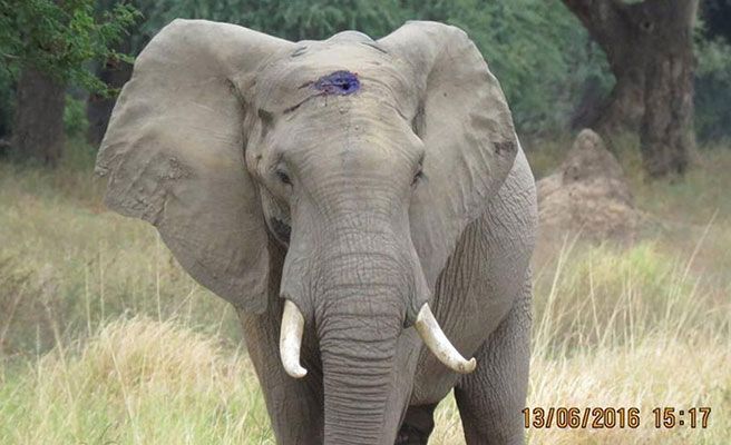 Elefante destruyó la pared de una casa para “saquear” la cocina (VIDEO)