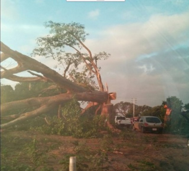 Árbol caído en Santa Cruz