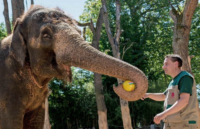 elefante hembra de 49 años de edad Zella atrae a Italia como ganador de la final de la UEFA Euro 2016, de 16 de partido entre Italia y España, en Stuttgart, Alemania, el 23 de junio de 2016. (España, Alemania, Italia) EFE / EPA / Daniel Maurer