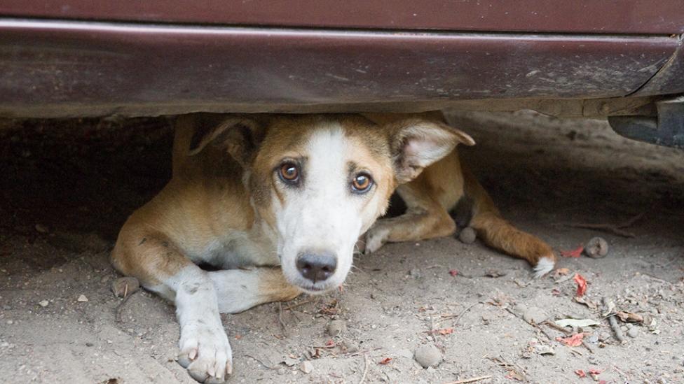 Alto costo de la perrarina dispara cantidad de perros abandonados