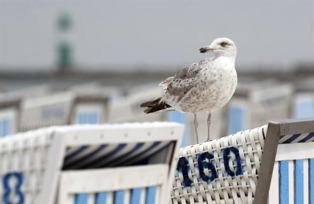 Una gaviota descansa sobre una sombrilla una mañana de lluvias en la playa de Rostock-Warnemünde (Alemania) hoy, 29 de junio de 2016. Los meteorólogos anuncian sol y subida de las temperaturas en el país. EFE/Jens Buettner