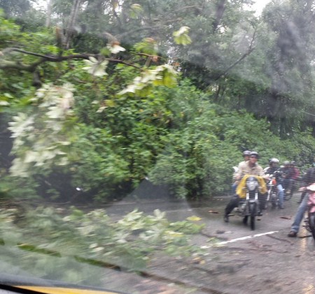 Reportan árbol caído en la urbanización Miranda