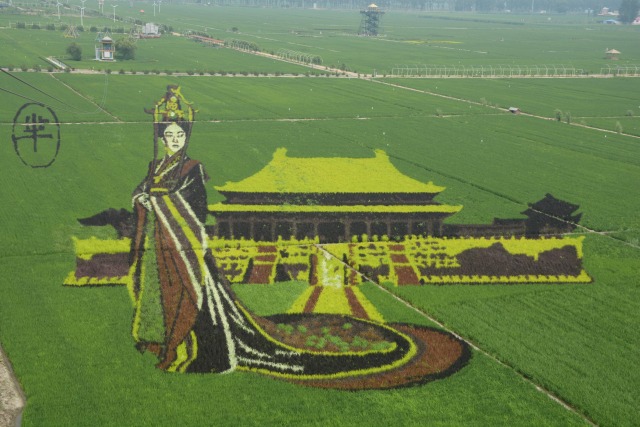 Plantones de arroz de diferentes colores y variedades se plantan para formar una imagen en 3D de Mi Yue, un personaje de la serie de televisión "La leyenda de Mi Yue", en un campo de arroz de arroz en Shenyang, provincia de Liaoning, China, 10 de Julio, de 2016. Fotografía tomada 10 de julio de 2016. china Daily / vía Reuters