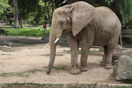 Más de 50 animales han muerto por la falta de alimentos en zoológicos de Inparques